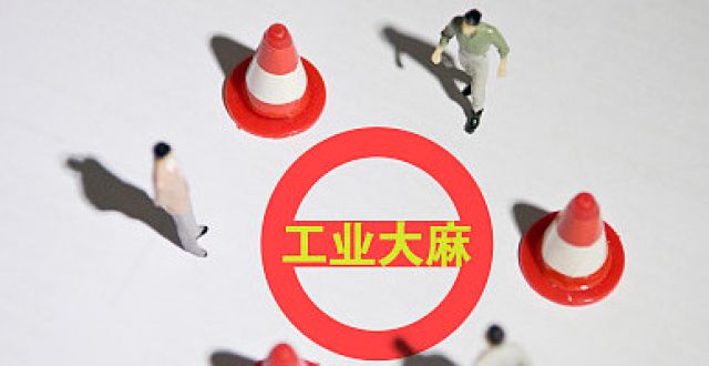 熱潮涌動 A股公司工業大麻收成如何？